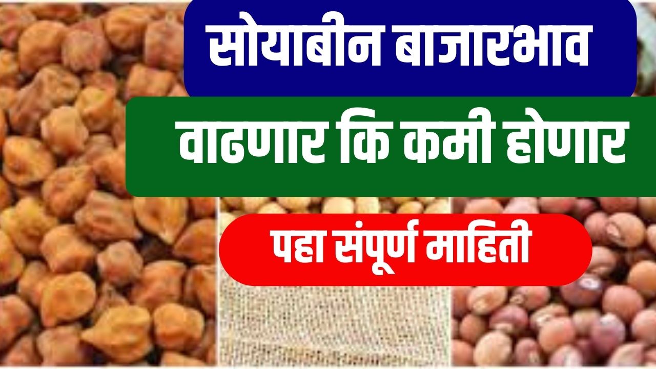 सोयाबीन बाजारभाव वाढणार की कमी होणार? | Soybean Bhav Today